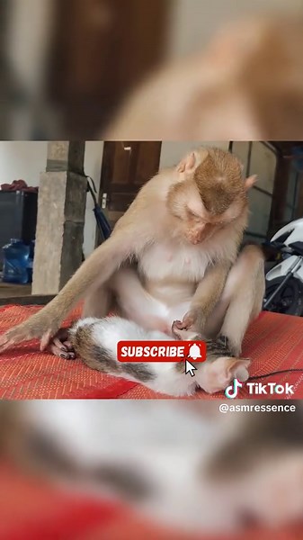 Asmr Monkey Grooming #sleep #relax #sleepsounds #monkeygrooming #asmrmonkey #asmrmonkeygrooming #asmr #asmrgrooming