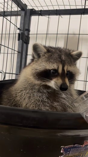 #Snacks #petraccoon #wildlife | Janet Hughes
