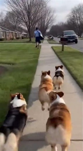 Pack of Corgis Chase Mailman Down Street #funny #corgi #corgilife