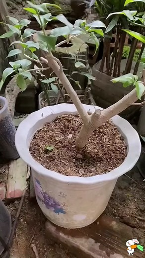 Hướng Dẫn Làm Bình Tưới Cây Tự Động Từ Chai Nhựa