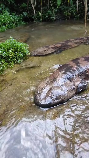 Tiếng kêu của Cá Oa Oa: Bảo vật của Trương Gia Giới Trung Quốc