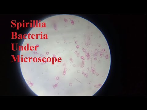 Viewing Spirilla Bacteria Under Compound Microscope | Biology Demonstration