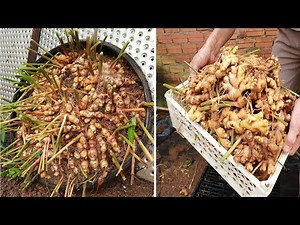 The secret to growing ginger at home with many roots - Large roots