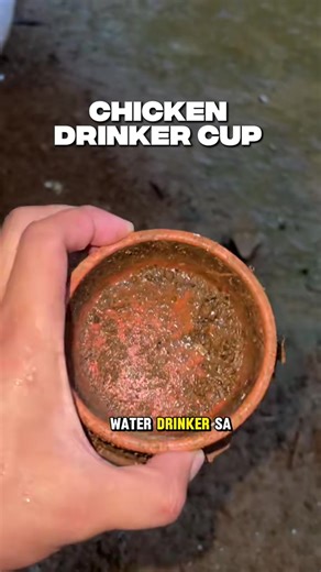 DIY Automatic Chicken Waterer for Backyard Poultry