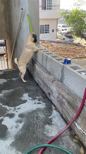 Videos adorables de pugs en TikTok