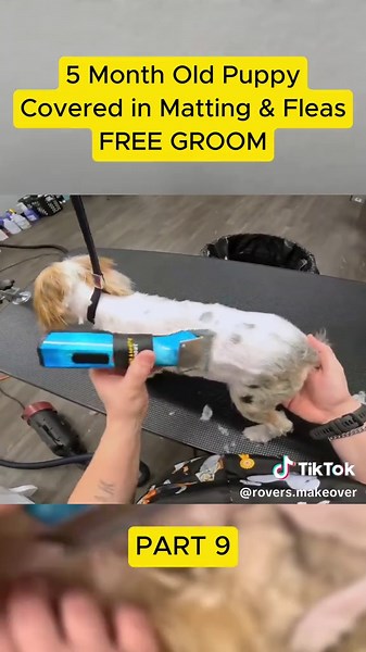 Rescuing a 5-Month-Old Puppy in Need of Grooming