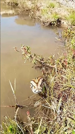 Majestic Burmese Python in the Wild