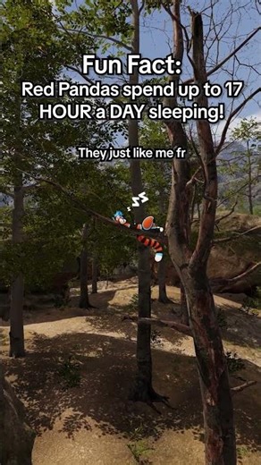 Red Panda Fact! #furry #vrchat #redpanda