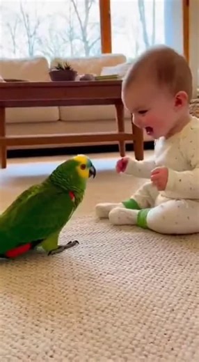 Talking Parrot on Instagram: "Parrot Makes Baby Explode With Laughter! #BabyLaugh #FunnyParrot #CuteBaby #BabyAndParrot #ViralBaby"