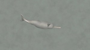 Inhabiting the turbid depths of its river habitats, the Ganges river dolphin relies on an extraordinary skill—echolocation. Navigating through the muddy waters, these blind dolphins use sound waves to ‘see,’ almost like painting an acoustic map of their surroundings. Discover how this remarkable adaptation helps them survive in one of the world’s most challenging aquatic environments. Watch ‘Tangled Fates’ on 5th October, 2024. Project supported by BNP Paribas, Duleep Matthai Nature Conservation