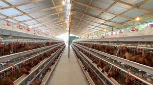 73K views · 1.6K reactions | Challenges faced in poultry farming using the battery cage system #fbreelsfypシ゚viralシ #farming2024 #fbyシvideo #poultry #poultryfarming #poultryfarmer | Youth In Agriculture | Facebook