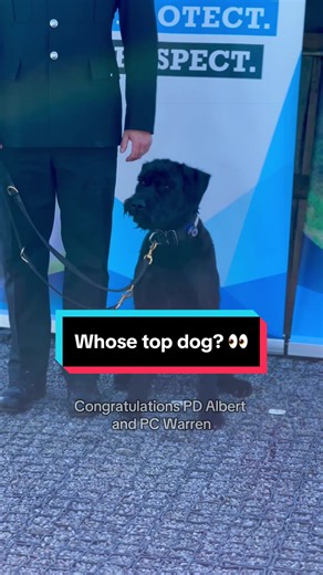This past weekend, we welcomed handlers and police dogs from across the South West and Wales for the annual Regional Police Dog Trials 🐕 Officers from Avon and Somerset, @Devon & Cornwall Police @Dorset Police and @South Wales Police were put through their paces across three phases: tracking, criminal work, and obedience 🐾 PD Albert made history as the first Giant Schnauzer to compete in and win the Regional Police Dog Trials. Albert, along with four other qualifying dogs will now represent th