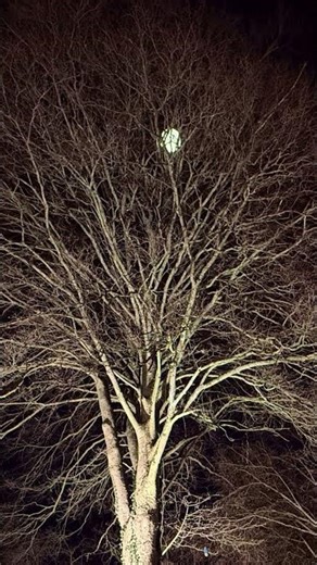 So wirkt ein beleuchteter Baum im Garten