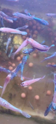 Grow out bettas.