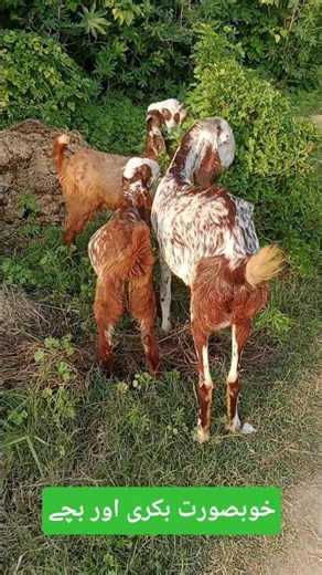 Beautiful goats and baby goats 🥰