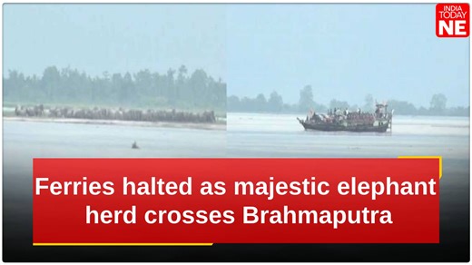 Ferry services across the Brahmaputra River near Majuli, the world’s largest river island, were suspended mid-river after a massive herd of over 150 wild elephants was spotted dangerously close to the ferry route. #Assam #Brahmaputra #Majuli #River #Elephants #ElephantHerd | IndiaToday NE