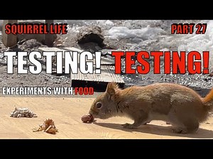 Squirrel Life 27 - Testing! Testing! - Experiments with Food (Part 1)
