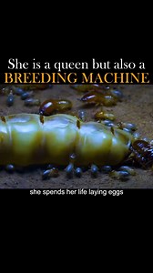 The queen ant spends her life laying eggs, only to be eaten by her offspring. #queenant #termites #ant #insects #animalsoftiktok #animal | PrimeTime