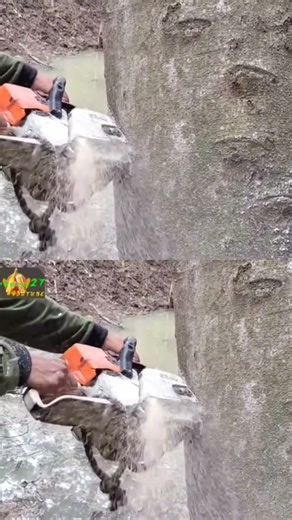 carpenter skills chainsaw Woodworking projects tree cutting #shortvideo #treecutting 5079