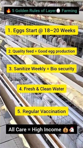 🐔 5 Secrets to Profitable Layer Farming 💰 #layerfarming #poultry #tips #eggfarm #farming