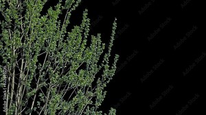 Alpha channel plant tree with a transparent background for overlaying other images during installation