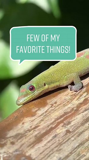 Exploring My Treehouse Paradise - Ask Me Anything!