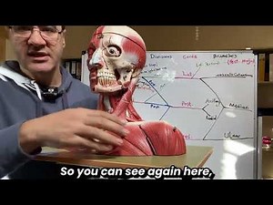 Brachial Plexus Anatomy Lecture: The Tiny Branches You Didn't Know About