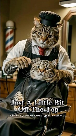 Cats Are Giving SUPER FUNNY Haircuts At This Barber Shop