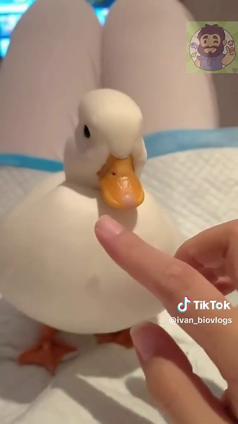 El Pato Enano: La Joya de las Aves