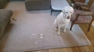 Pilot eats tissues. Anyone else have pets that eat stuff other than food? :) | Denver the Guilty Dog and Her Friends