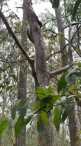 in this video are 3 different snakes showing off their climbing capabilities. 2x carpet pythons 1x common tree snake | Moreton Bay & Brisbane Snake Catchers 24/7