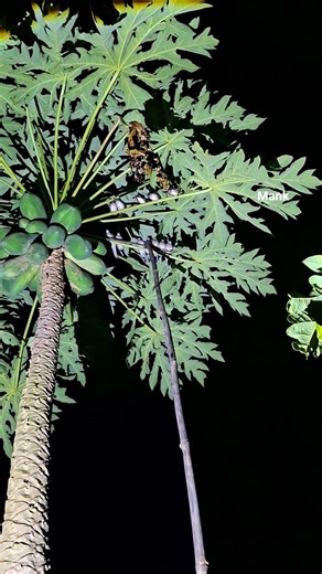 catch a lot of birds on the papaya tree#trending #nature #bamboo1 #survival #bambooacademy