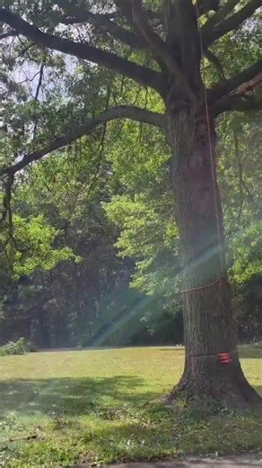 100 Years of Life: Is It Right or Wrong to Cut Down a Centuries-Old Tree?#plant