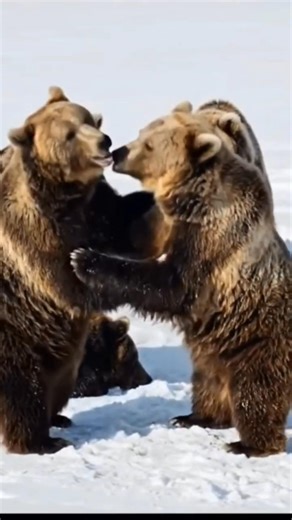 amazing moments Bears 🐻 |#wildlife #animals #bear #shorts