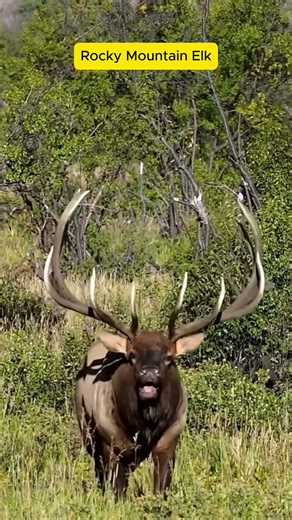 Rocky mountain Elk-Majesty of the Wild! #original #birdsound #wildlife #animals #birdcall #birdsong