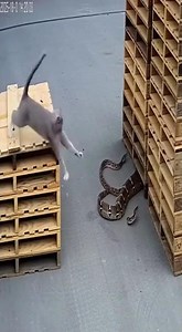 Cat Saves Baby From Snake in Area