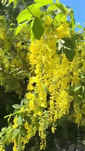 golden chain tree🌳🌼