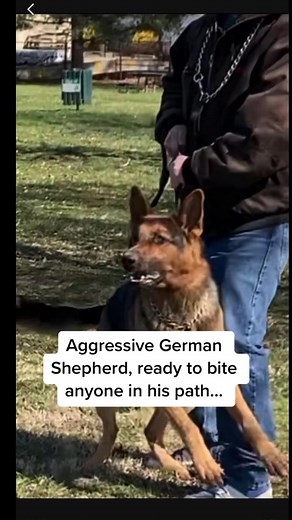 476K views · 13K reactions | Extremely aggressive German Shepherd | The Dog Daddy | Facebook
