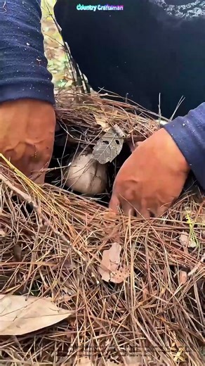 Pine Needle Treasure Hunt: The Craft of Wild Mushroom Foraging