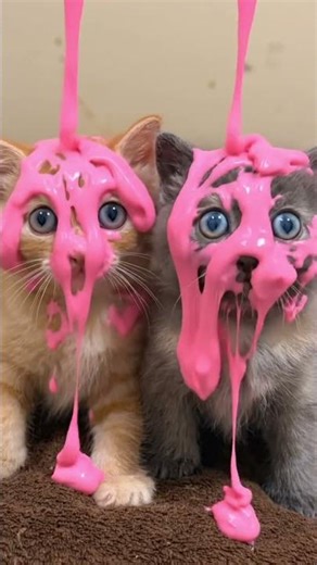 what happened to these adorable kittens #kitty #cat