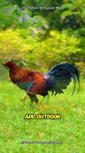 12 reactions | Secrets to Raising Happy and Healthy Chickens: A Beginner's Guide #gamefowleducation #poultrycaretips #responsiblebreeding | Gamefowl Enthusiast | Facebook