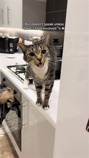 Understanding Selective Meowing in Cats