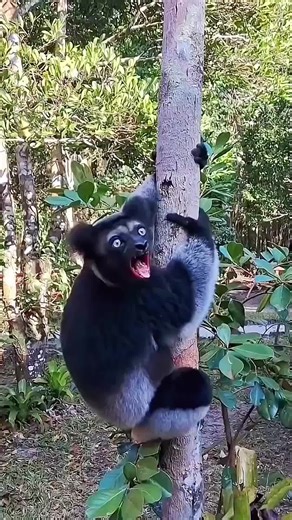 Soothing Nature Sounds for Relaxation