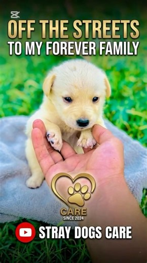 He Was Orphaned & Alone Now He Is Family! 🏠❤️ #orphanpuppy #puppyrescue #dogrescuestory