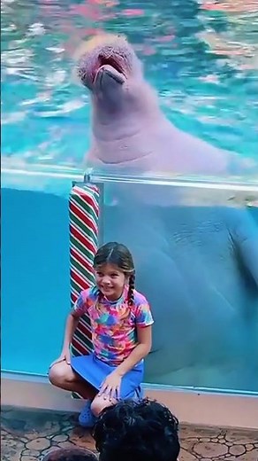 SeaWorld show live#dolphinshow#sealife#animals#orcaencounter#shortvideo#shorts#viral