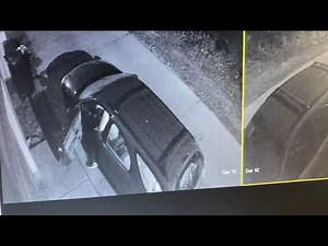 Dog is peeing everywhere.