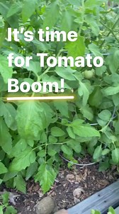Did you know you can top dress the soil around your veggies after planting? With Tomato Boom, you'll be growing the plumpest, tastiest tomatoes in town, guaranteed to make your neighbors turn green with envy! https://buff.ly/3MIruWP #IdahoGardening #Boise #GrowLocal | Zamzows Lawn, Garden, & Pet | Facebook