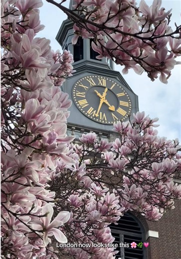 Magnolia season in London has begun! 🌸🌿 Look out for them in churchyards, garden squares, parks and leafy streets across the city. Magnolia can be found around: ✨ Kensington Neville Terrace, The Boltons, Phillimore Gardens, Edwardes Square ✨ Chelsea St Leonard’s Terrace, Carlyle Square, Redcliffe Gardens ✨ Notting Hill Chepstow Road, Pembridge Square, Hillgate Street, Lancaster Road ✨ Other spots St Paul’s Cathedral, St Mary le Strand, Kew Gardens, St James’s Church in Piccadilly, Chiswick riv