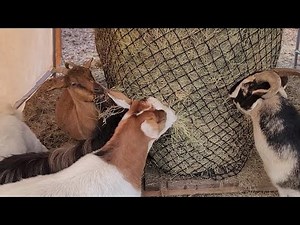 The Best Way To Feed Round Bales To Goats