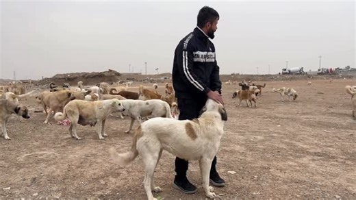 Nuri Gardi Walker on Instagram: "Dogs are human-friendly People here are enemies of dogs. #iraq #ırbil #kurdistan #nurigardi"